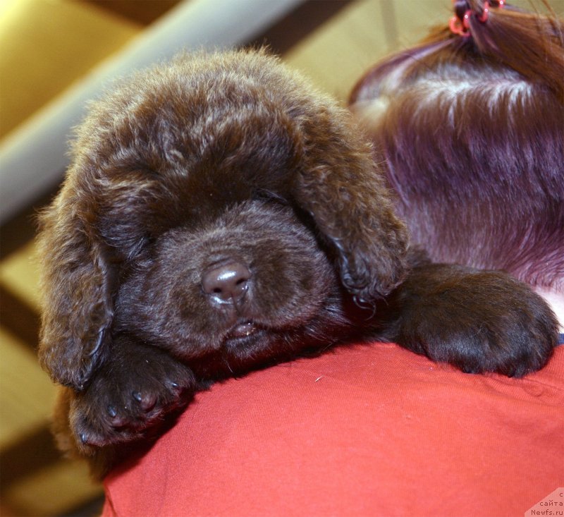 Фотография № 243760