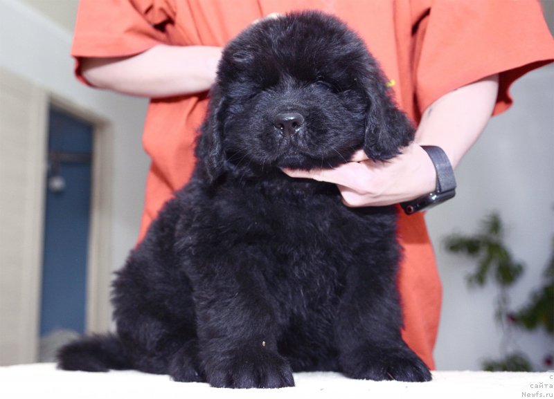 Фотография № 243761