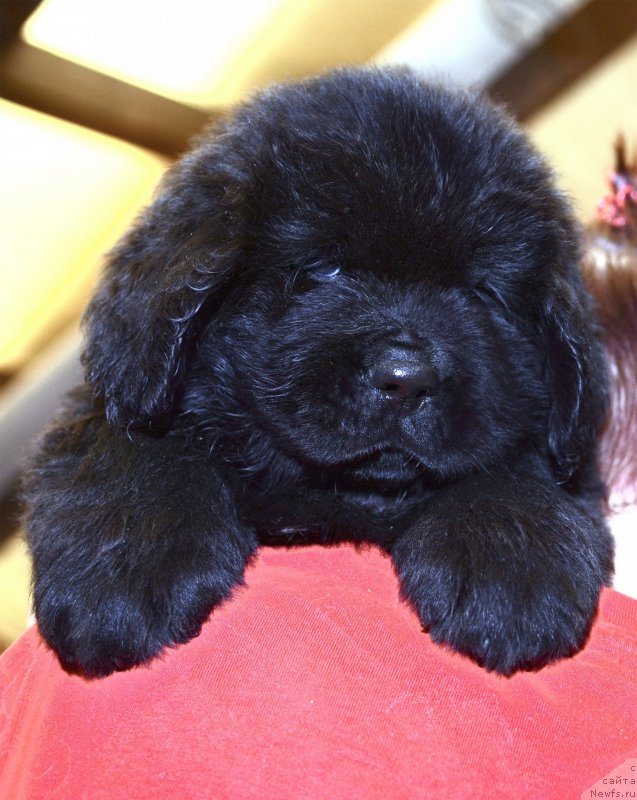 Фотография № 243764