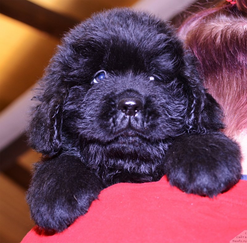 Фотография № 243770