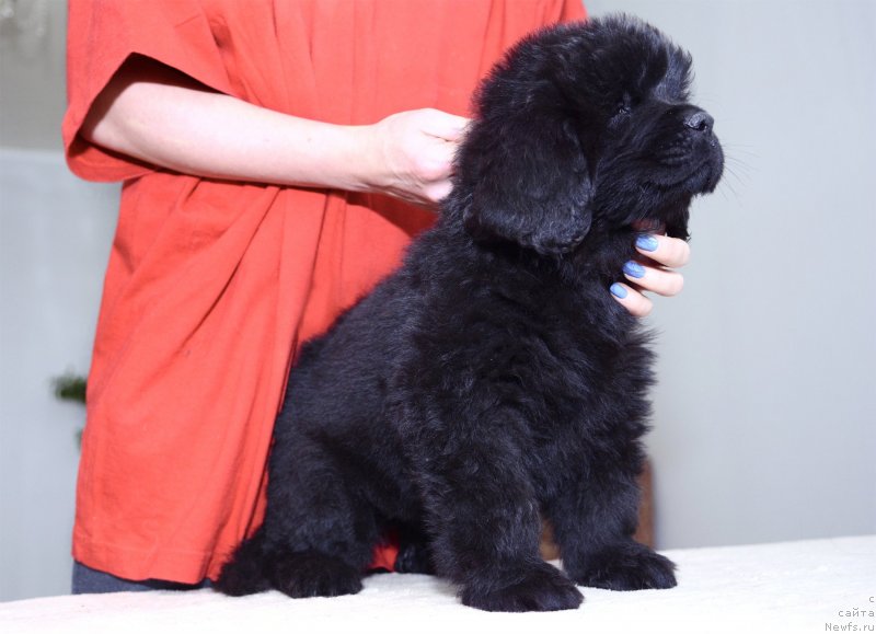 Фотография № 243771