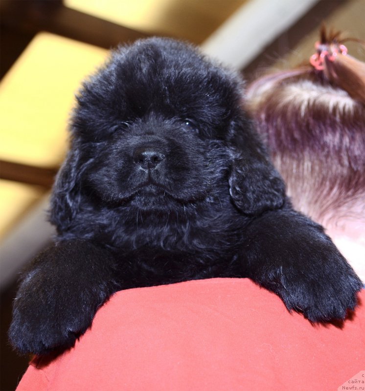 Фотография № 243772