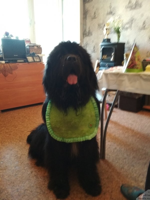 Фото: ньюфаундленд Daanich Veselyiy Rodjer (Даанич Веселый Роджер)