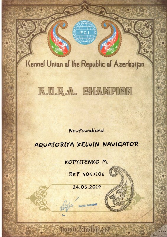 Фото: ньюфаундленд Aquatoriya Kelvin Navigator (Акватория Келвин Навигатор), Mihail Kopyitenko (Михаил Копытенко)