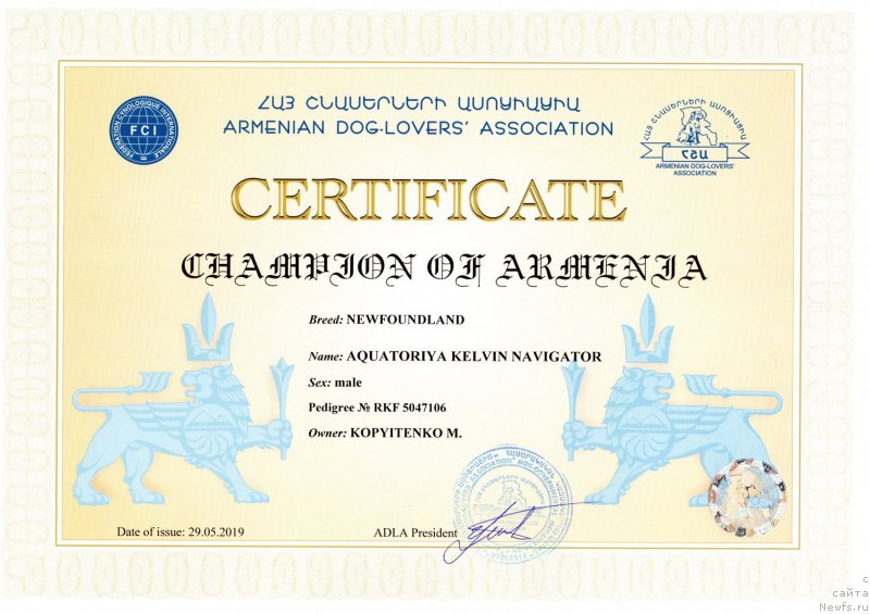 Фото: ньюфаундленд Aquatoriya Kelvin Navigator (Акватория Келвин Навигатор), Mihail Kopyitenko (Михаил Копытенко)