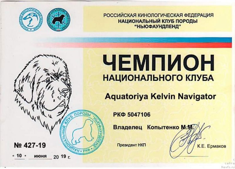 Фото: ньюфаундленд Aquatoriya Kelvin Navigator (Акватория Келвин Навигатор), Mihail Kopyitenko (Михаил Копытенко)