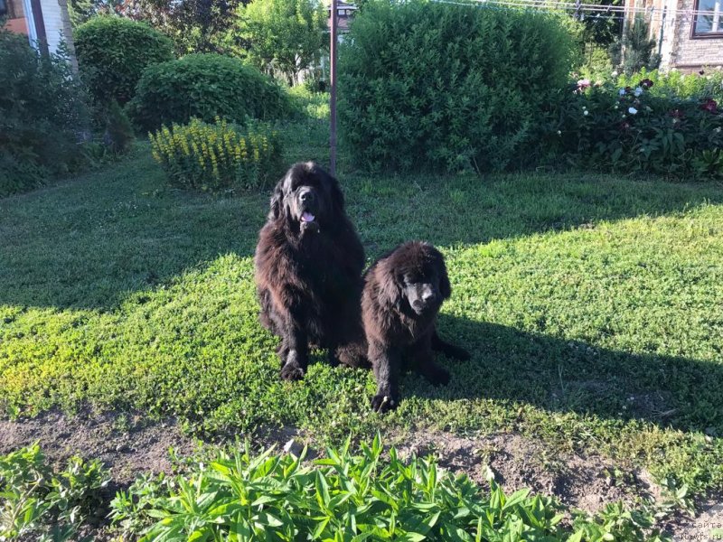 Фото: ньюфаундленд Brownblood MSK Harricane Higgins (Браунблад МСК Харрикейн Хиггенс), ньюфаундленд Charlotta Brownblood iz Antagrada (Чарлотта Браунблад из Антаграда)