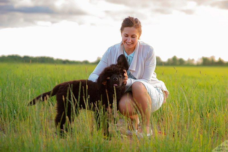 Фото: ньюфаундленд Amulet Dinastii Ayvengo (Амулет Династии Айвенго)