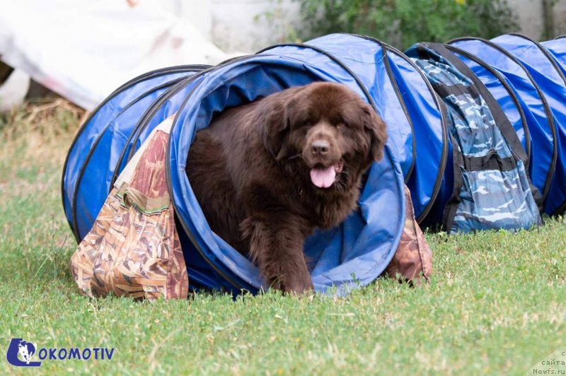 Фото: ньюфаундленд Al'fa Dar Oksa Verka Serdyuchka (Альфа Дар Окса Верка Сердючка)