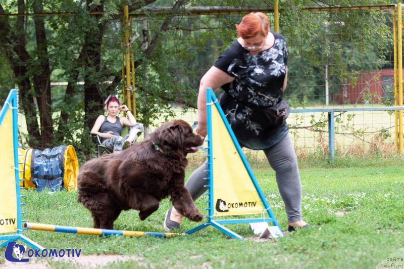 Фото: ньюфаундленд Al'fa Dar Oksa Verka Serdyuchka (Альфа Дар Окса Верка Сердючка)