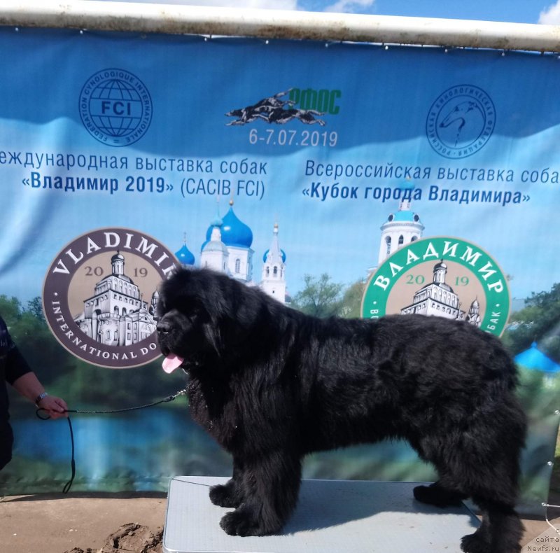 Фото: ньюфаундленд Darkflight Maryland (Даркфлайт Мэриленд)