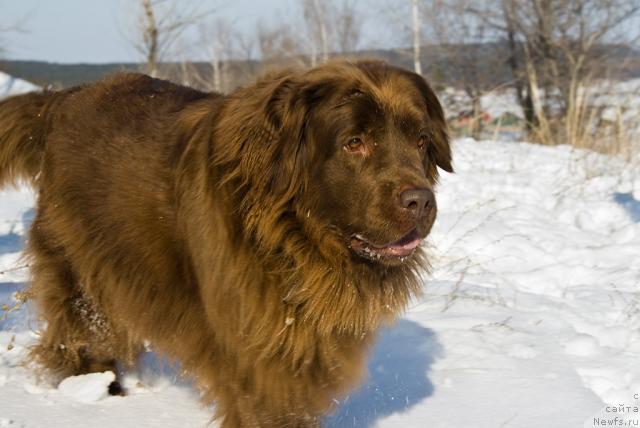 Фото: ньюфаундленд Lesnaya Skazka Izol'da (Лесная Сказка Изольда)