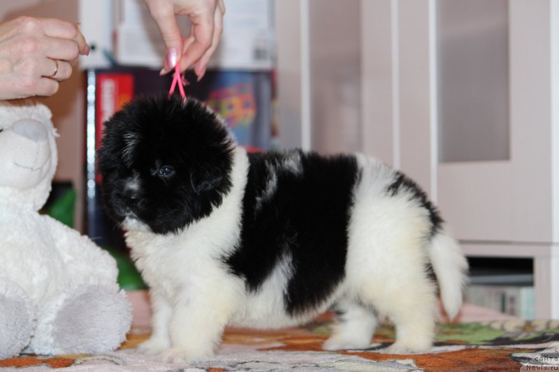 Фото: ньюфаундленд Super premium Bluebelle