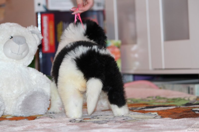 Фото: ньюфаундленд Super premium Bluebelle