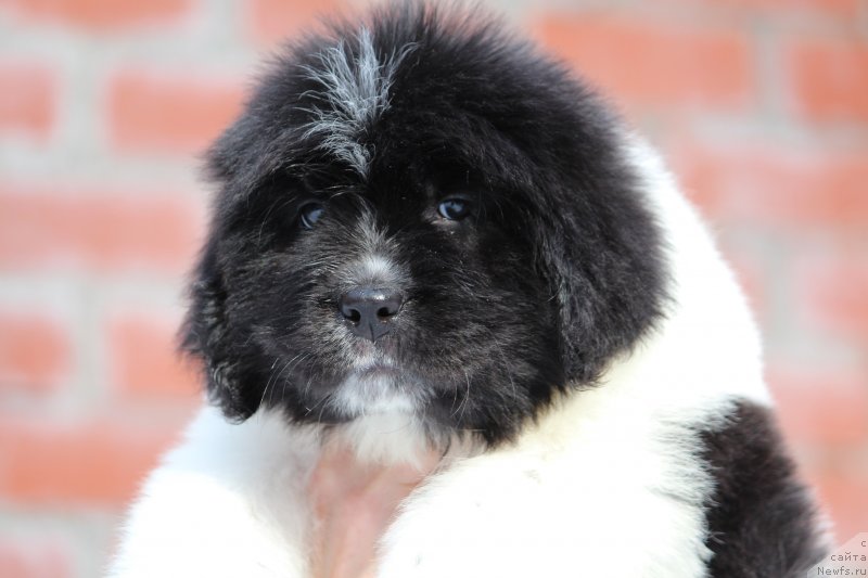 Фото: ньюфаундленд Super premium Bluebelle