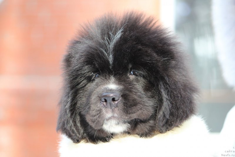 Фото: ньюфаундленд Super premium Bluebelle