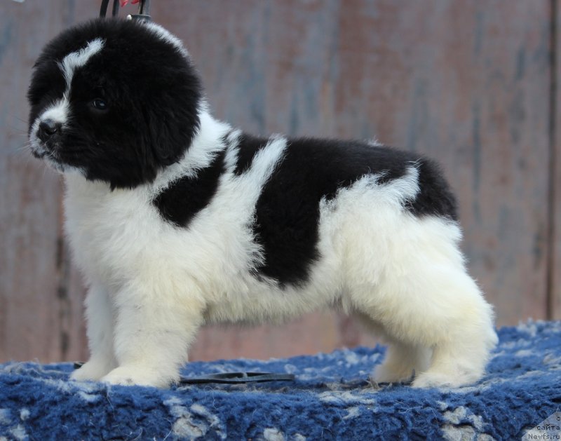 Фото: ньюфаундленд Super premium Best in show