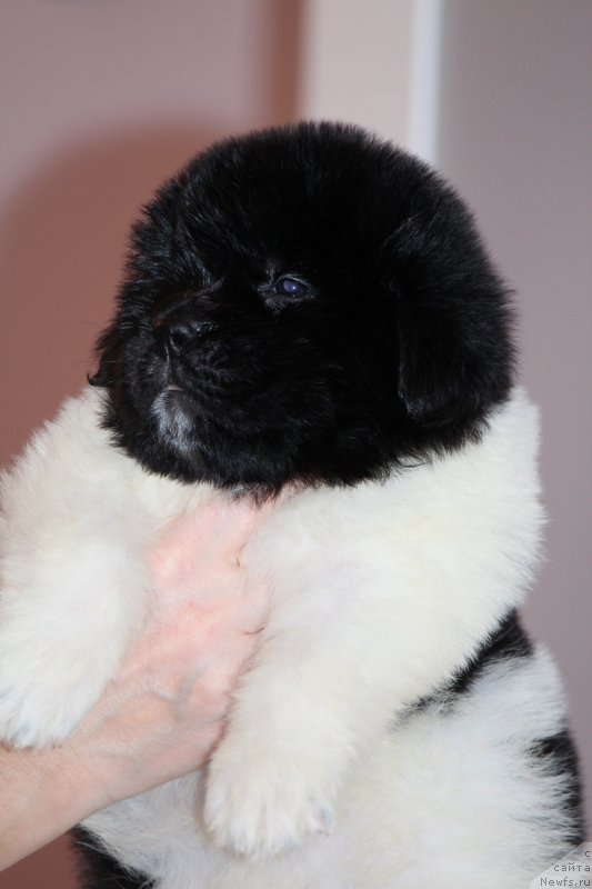 Фото: ньюфаундленд Super premium Babilonia