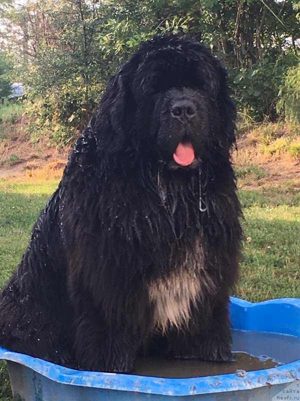 Фото: ньюфаундленд Little-Big-Socks dit Valentin de la Contree du Milieu