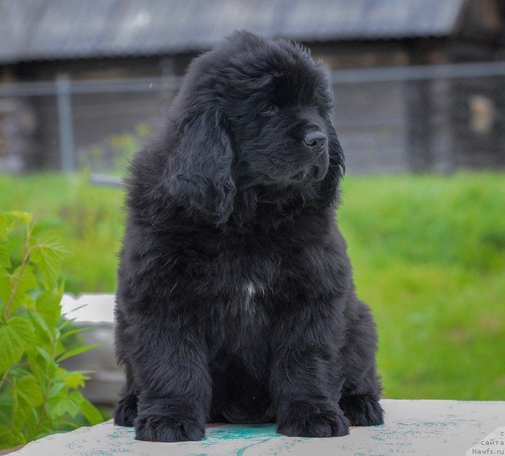 Фото: ньюфаундленд Braunblad MSK Full of Lav (Браунблад МСК Фулл оф Лав)