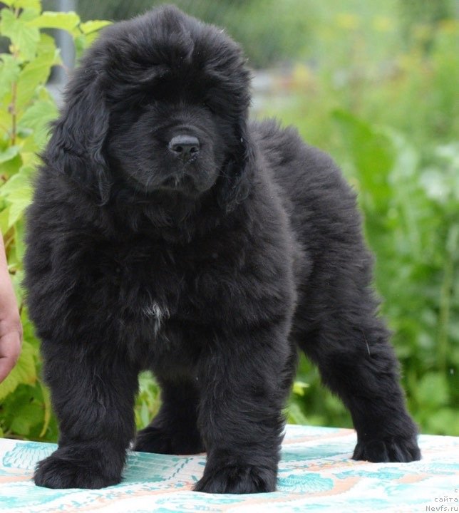 Фотография № 243897