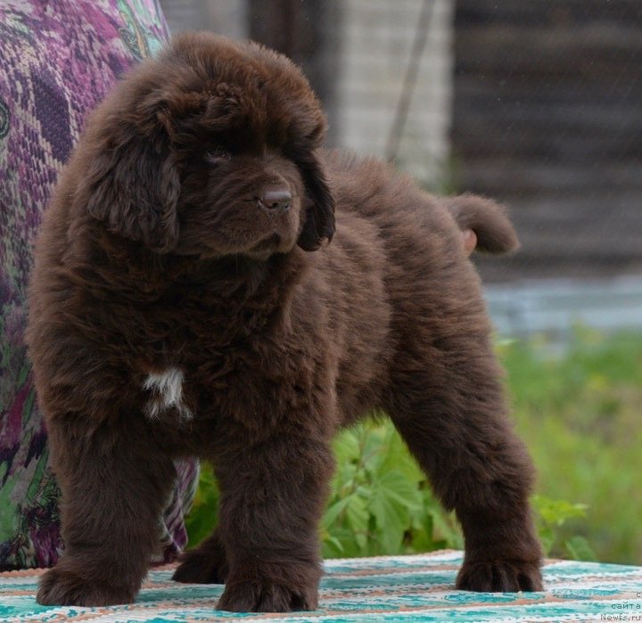 Фото: ньюфаундленд Braunblad MSK Femeli Djevel (Браунблад МСК Фемели Джевел)