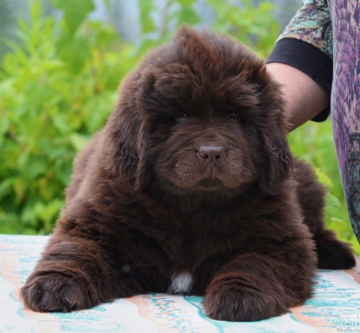 Фотография № 243899