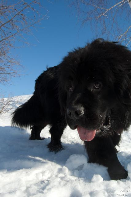 Фото: ньюфаундленд Super Premium Vashington (Супер Премиум Вашингтон)