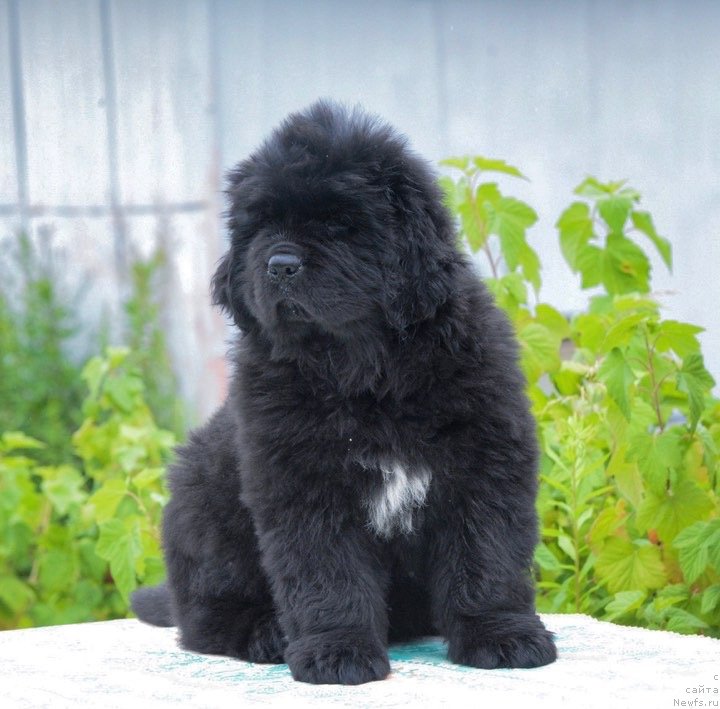 Фото: ньюфаундленд Braunblad MSK Fantastik Boy (Браунблад МСК Фантастик Бой)