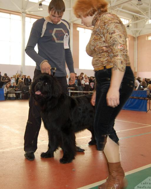 Фото: ньюфаундленд Super Premium Vashington (Супер Премиум Вашингтон), Maksim Kanunnikov (Максим Канунников)