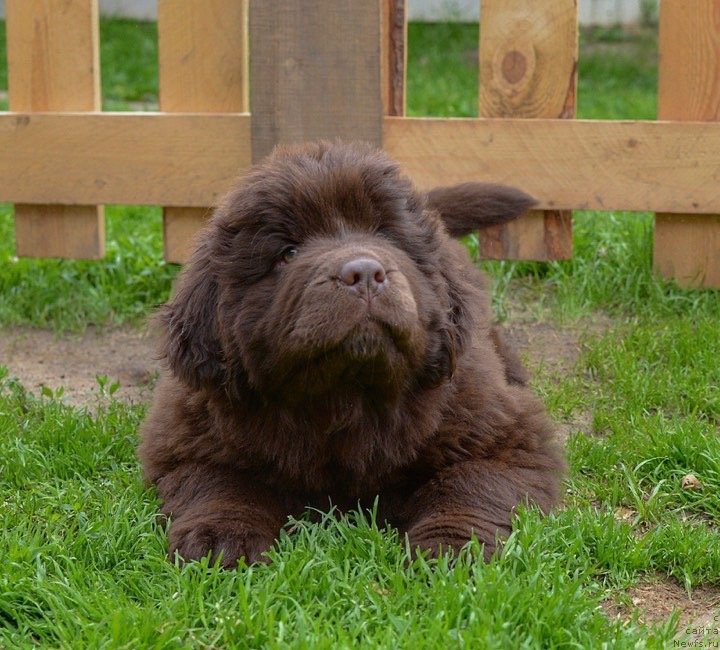 Фото: ньюфаундленд Braunblad MSK Favorit Pablik (Браунблад МСК Фаворит Паблик)
