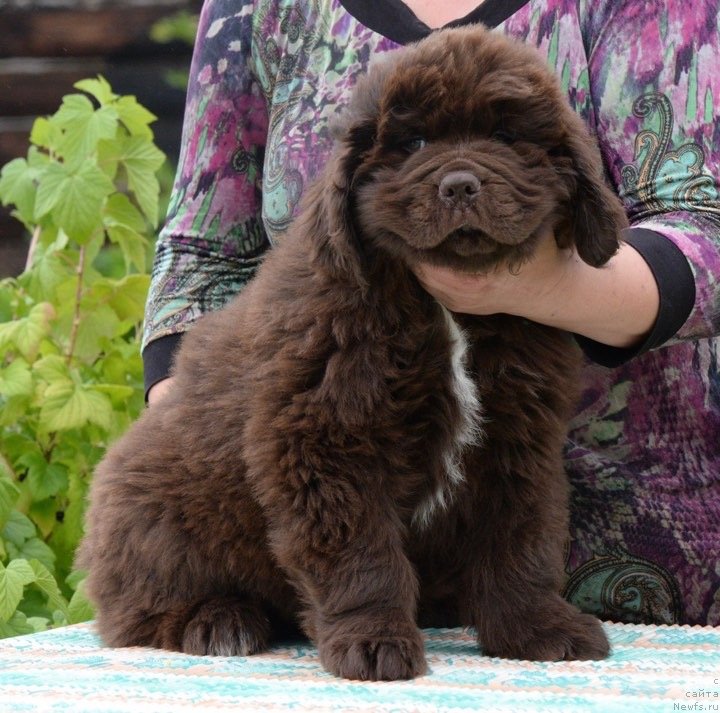 Фотография № 243911