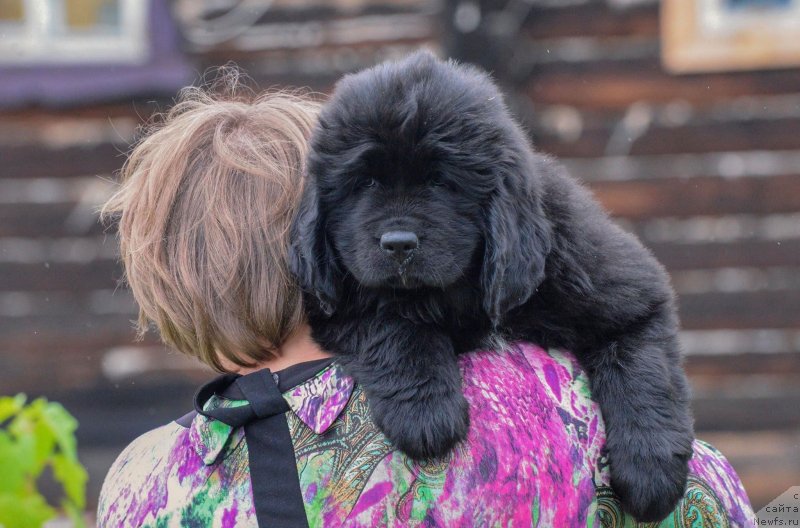 Фото: ньюфаундленд Braunblad MSK Fresh Vind (Браунблад МСК Фреш Винд)