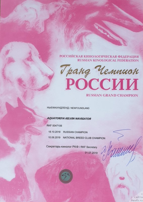 Фото: ньюфаундленд Aquatoriya Kelvin Navigator (Акватория Келвин Навигатор)