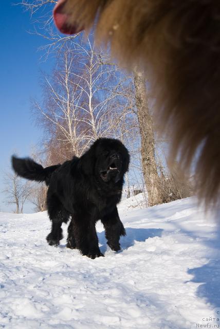 Фото: ньюфаундленд Super Premium Vashington (Супер Премиум Вашингтон)