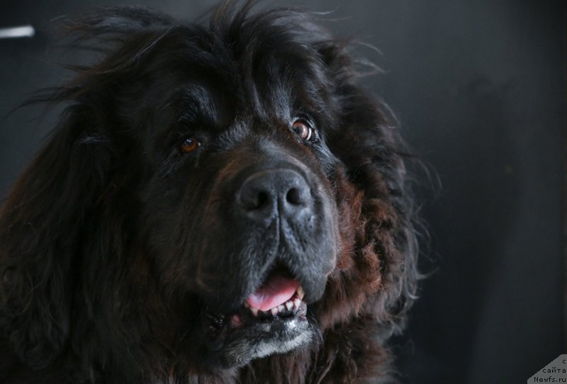 Фотография № 243920