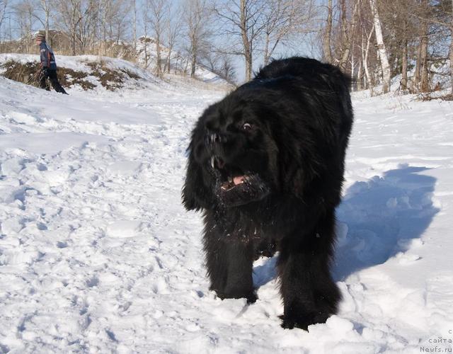 Фото: ньюфаундленд Super Premium Vashington (Супер Премиум Вашингтон)