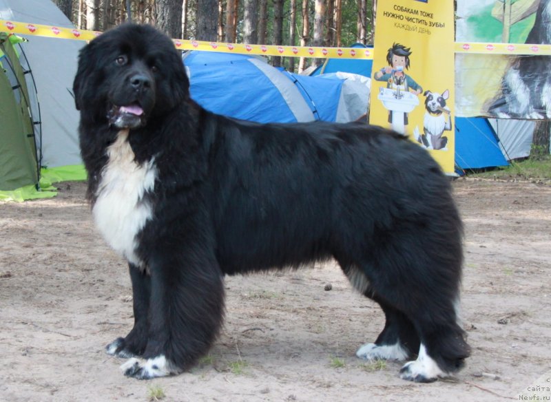 Фото: ньюфаундленд Akvian Song Felichita (Аквиан Сонг Феличита)