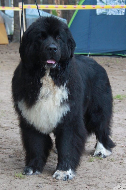 Фото: ньюфаундленд Akvian Song Felichita (Аквиан Сонг Феличита)