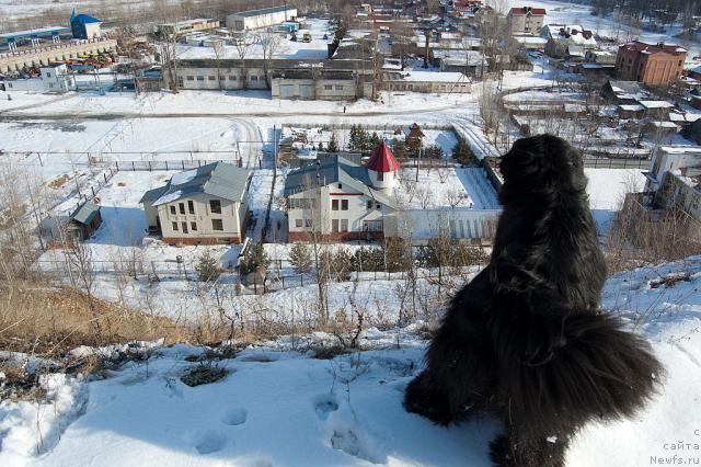 Фото: ньюфаундленд Ygan s Toyanova Gorodka (Юган с Тоянова Городка)