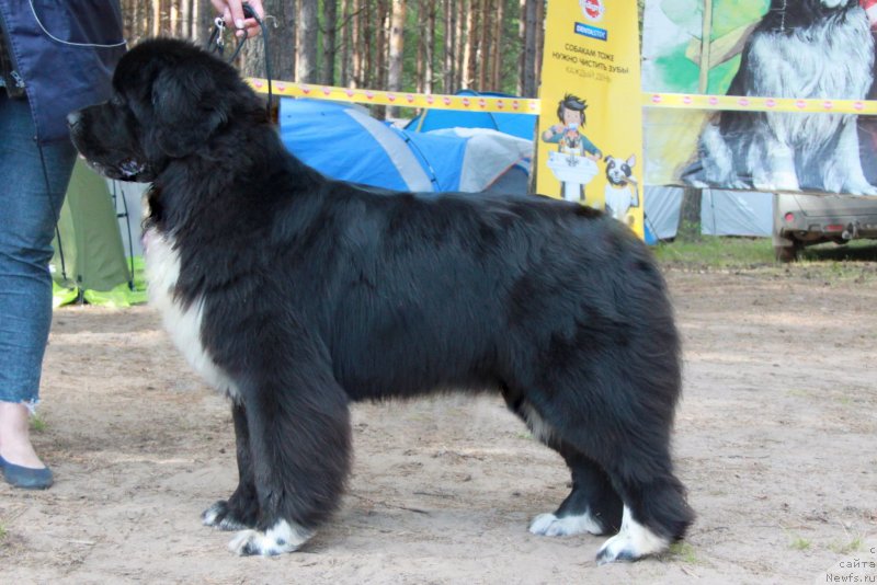 Фото: ньюфаундленд Akvian Song Felichita (Аквиан Сонг Феличита)