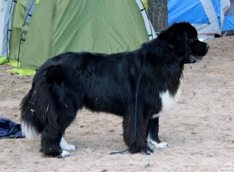 Фото: ньюфаундленд Akvian Song Felichita (Аквиан Сонг Феличита)