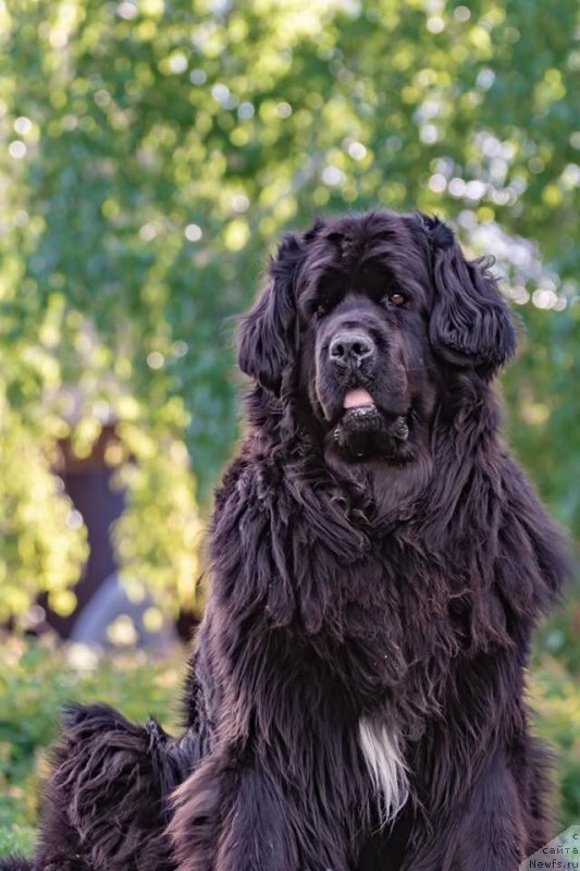 Фото: ньюфаундленд Plushevaya Panda Udivitelnaja Kejt (Плюшевая Панда Удивительная Кейт)