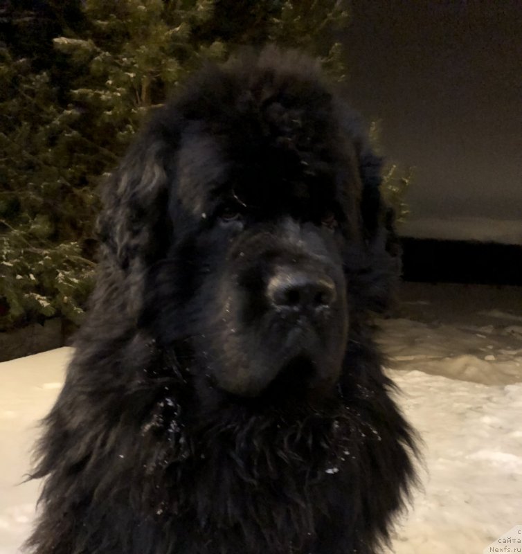 Фото: ньюфаундленд Deep Love I'm Sensation (Deep Love I'm Sensation)