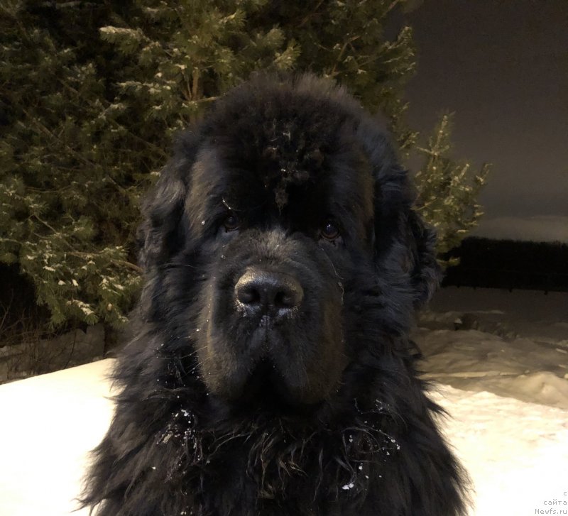 Фото: ньюфаундленд Deep Love I'm Sensation (Deep Love I'm Sensation)