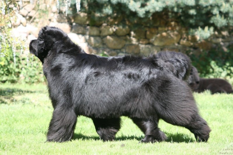 Фото: ньюфаундленд Just-Me des Vallons du Lys