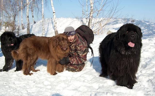 Фото: ньюфаундленд Super Premium Vashington (Супер Премиум Вашингтон), ньюфаундленд Lesnaya Skazka Izol'da (Лесная Сказка Изольда), Igor' Momot (Игорь Момот), ньюфаундленд Ygan s Toyanova Gorodka (Юган с Тоянова Городка)