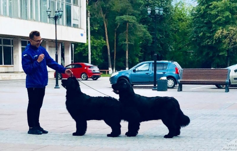 Фото: ньюфаундленд Perseja is Antagrada (Персея из Антаграда), ньюфаундленд Parki is Antagrada (Парки из Антаграда)
