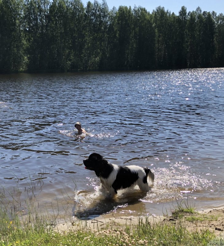 Фото: ньюфаундленд Adonis La Flyor (Адонис Ла Флёр), Il'ya Grigorov (Илья Григоров)