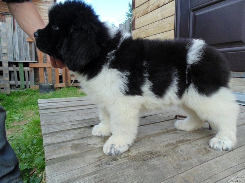 Фото: ньюфаундленд Illulisat ot Karel'skih Medvedey (Иллулисат от Карельских Медведей)